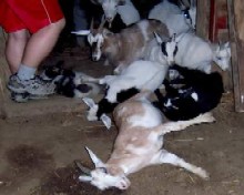Goat Pile